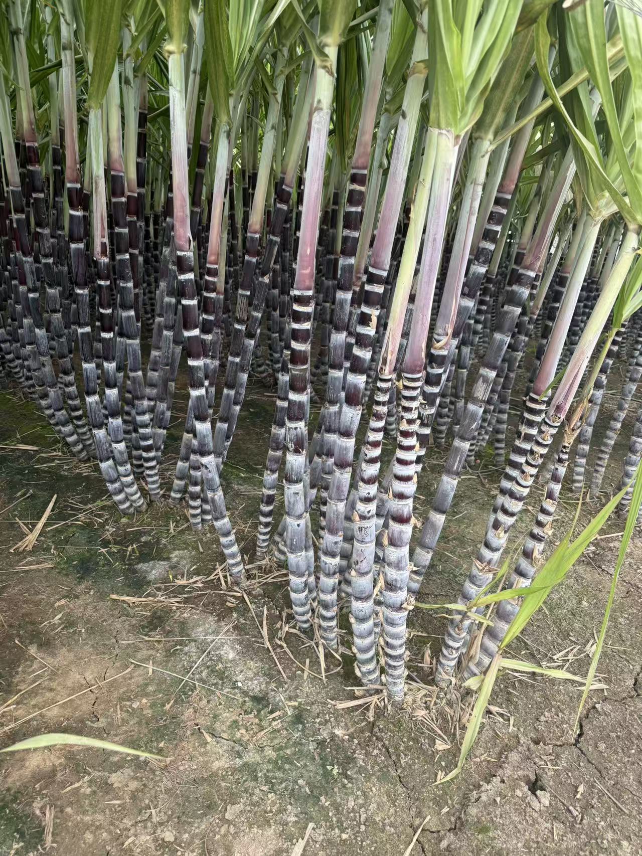 高级家庭蔬菜订阅 (两周一配/适合3-5人家庭)