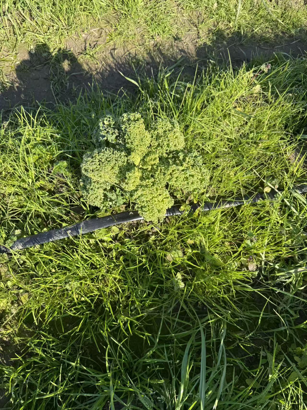 高级家庭蔬菜订阅 (两周一配/适合3-5人家庭)