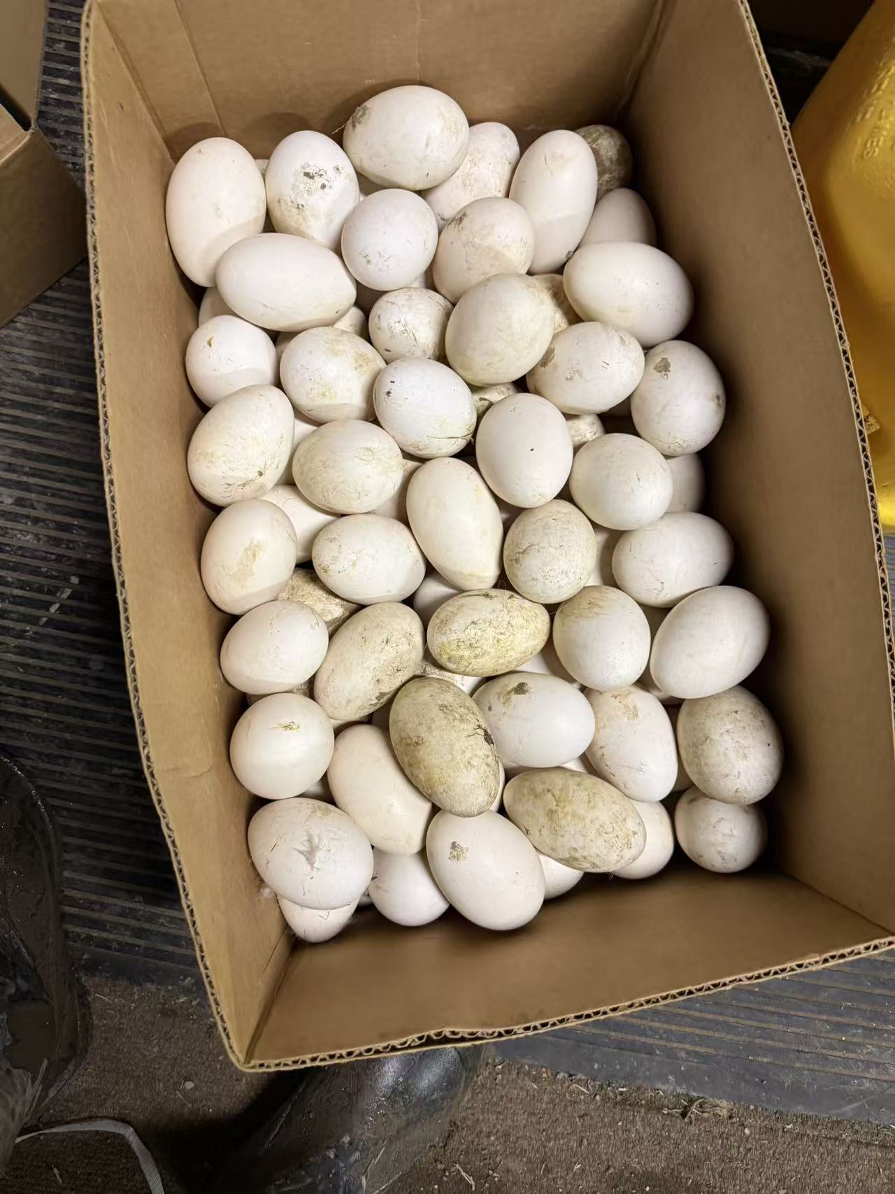高级家庭蔬菜订阅 (两周一配/适合3-5人家庭)
